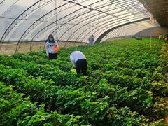 -大自然农场蔬菜草莓采摘园