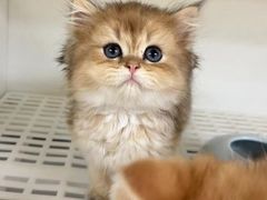 -lincat·猫舍(广州店)