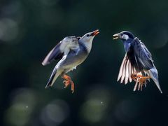 -上海虹桥国际机场1号航站楼-P2停车场