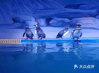 打卡鹏新嘉定海洋世界,赢取超值季卡