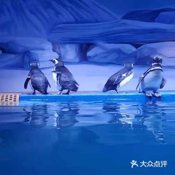 打卡鹏新嘉定海洋世界，赢取超值季卡