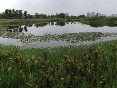-眉山湿地公园(东坡区)