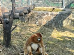 -西安秦岭野生动物园