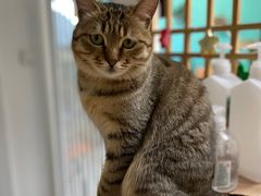 -猫在这儿猫咪咖啡馆·撸猫馆