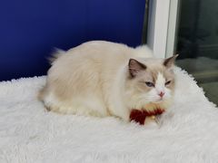 -爱洗澡的猫(天河路店)