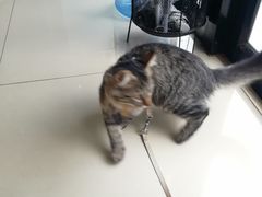 -宠福鑫动物医院(望京分院)