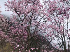 -九皇山景区