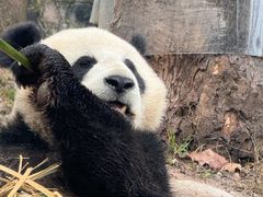 -都江堰中华大熊猫苑