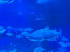 -海合安成都极地海洋公园