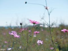 -七的湖·晚芳亭·阳澄湖农家菜·大闸蟹(莲花岛店)