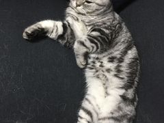 -喜多萌中农锦绣动物医院24H·猫科·牙科MRI·CT