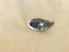 -西涌国际滨海旅游区