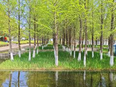 -泰州凤城河风景区-泰山公园