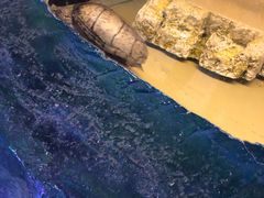 -上海大自然野生昆虫馆(东方明珠·爬宠昆虫探索中心)