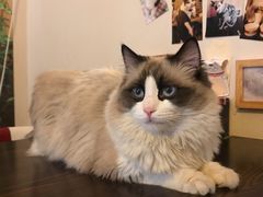 -名猫咖啡馆·撸猫·拼豆