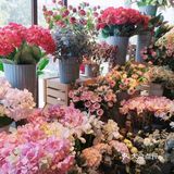 打卡虾饺妹椰汁羊肉煲