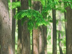 -上海共青森林公园