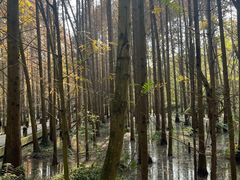 -桤木河湿地公园