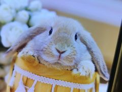 -前小桔亲子创意农场·草莓采摘·露营烧烤