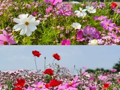 -花开海上生态园