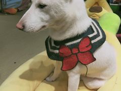 -逗柴咖啡屋·狗咖猫咖宠物桌游