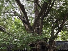 -苏州文庙(姑苏区)