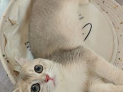 -宠颐生宠物医院·异宠猫科内科·诊疗中心宠巢店