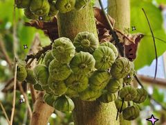 -呀路古热带植物园