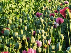 -国家植物园南园