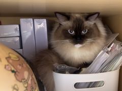 -瑞派康怡24h宠物医院·犬猫医疗中心·微创绝育(瑞景分院)
