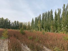 -金塔沙漠胡杨林景区
