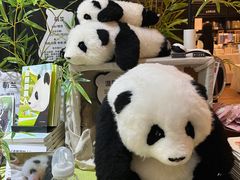 -轩客会(熊猫书店)
