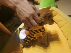-逗柴咖啡屋·狗咖猫咖宠物桌游