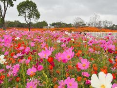 -花开海上生态园