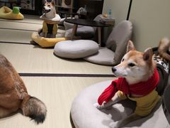 -逗柴咖啡屋·狗咖猫咖宠物桌游