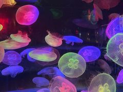 -太平洋海底世界