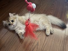 -麒麟缅因猫舍·十五年缅因猫选购中心