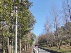 -上海长兴岛郊野公园