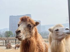 -太湖龙之梦