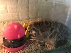 -平行世界·猫咖(首经贸店)