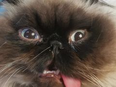 -伟伟宠物医院·CT影像中心·瑞派犬猫综合性门诊(汉口总院)