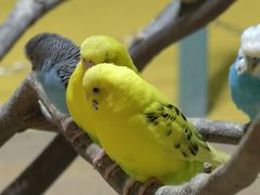 -上海大自然野生昆虫馆(东方明珠·爬宠昆虫探索中心)