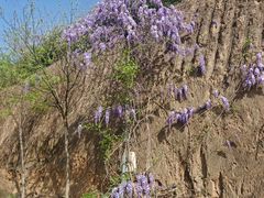 -渭南桃花源民俗文化园