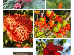 -中国科学院西双版纳热带植物园
