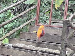 -海南槟榔谷黎苗文化旅游区