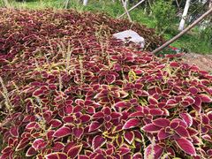 -回龙观体育文化公园