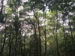 -广州市帽峰山景区