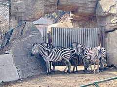 -沈阳森林动物园