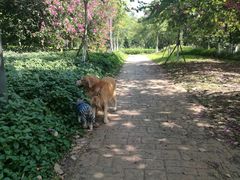 -彩虹桥宠物火化殡葬善终服务(金乐大厦店)