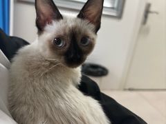 -佳雯宠物医院·皮肤科·内外科(春晓路分院)